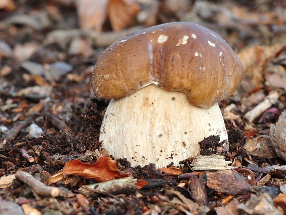 hríb smrekový Boletus edulis Bull.