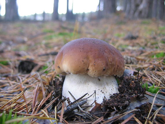 hríb smrekový Boletus edulis Bull.