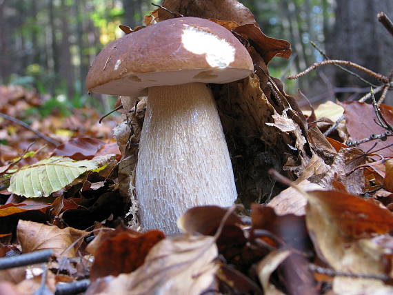 hríb smrekový Boletus edulis Bull.