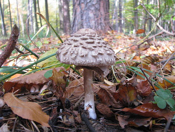 bedľa červenejúca Chlorophyllum rachodes (Vittad.) Vellinga