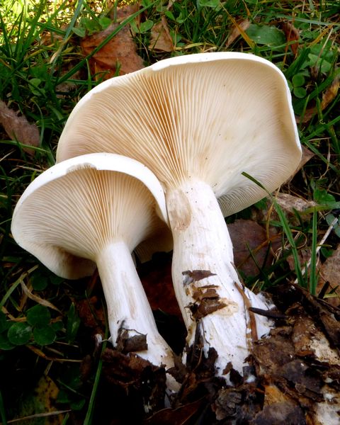 strmuľka Clitocybe sp.