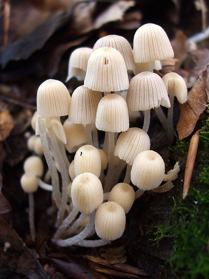 hnojník rozsiaty Coprinellus disseminatus (Pers.) J.E. Lange