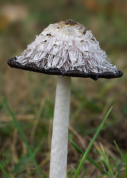 hnojník obyčajný - Hnojník obecný Coprinus comatus (O.F. Müll.) Pers.