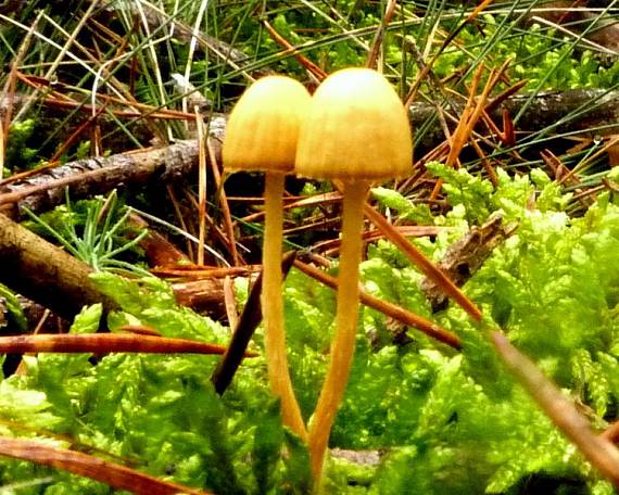 kapucňovka? Galerina sp.