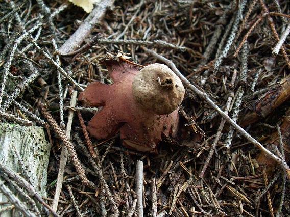 hviezdovka Geastrum sp.