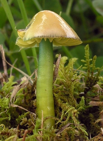 lúčnica žltozelená Gliophorus psittacinus (Schaeff.) Herink