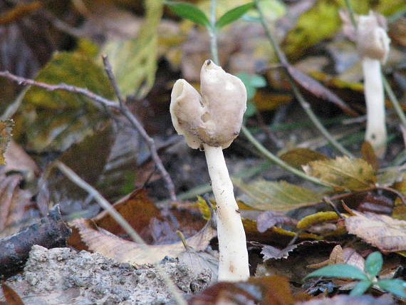 chriapač Helvella sp.