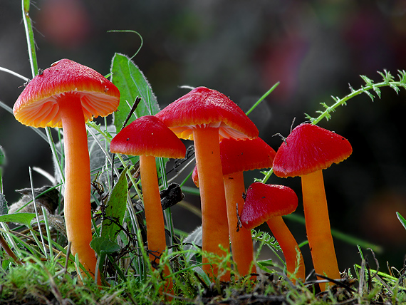 lúčnica šarlátová Hygrocybe coccinea (Schaeff.) P. Kumm.