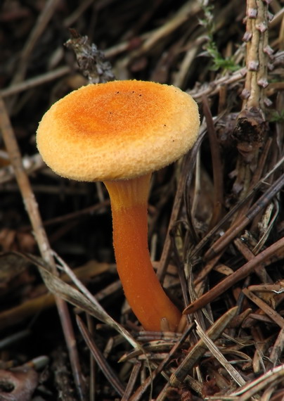 líška oranžová Hygrophoropsis aurantiaca (Wulfen) Maire