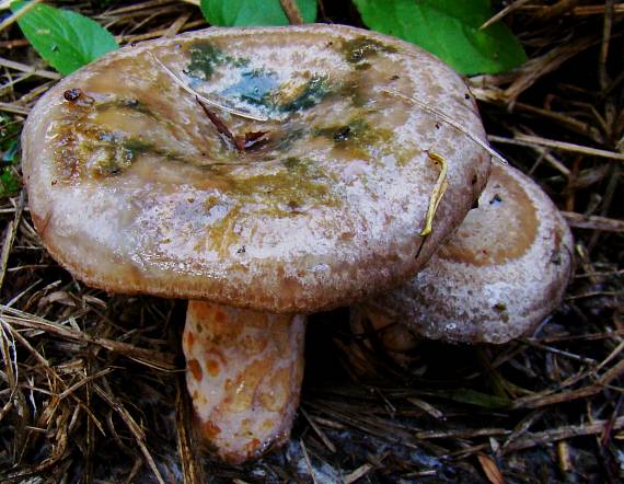 rýdzik hrdzavohnedý Lactarius quieticolor Romagn.