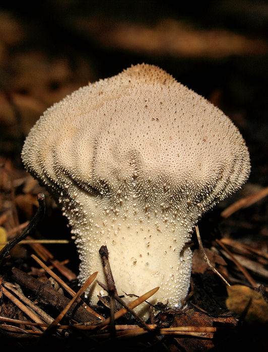 prášnica bradavičnatá Lycoperdon perlatum Pers.