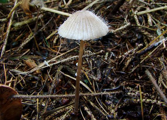 prilbička a Tŕnik veľkoplodý Mycena sp., Spinellus macrocarpus