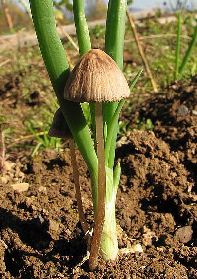 prilbička Mycena sp.