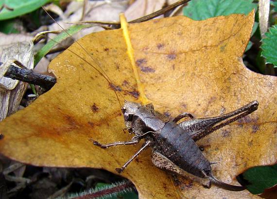 kobylka hnedkastá? Pholidoptera griseoptera?