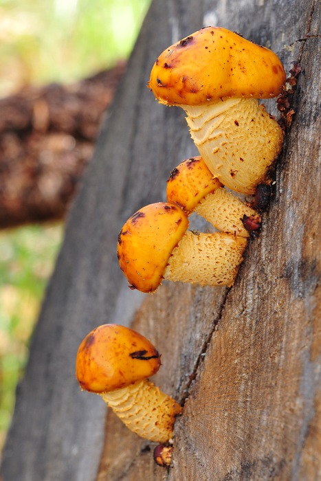 šupinovka slizká? Pholiota adiposa?