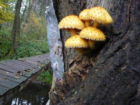 šupinovka slizká Pholiota adiposa (Batsch) P. Kumm.