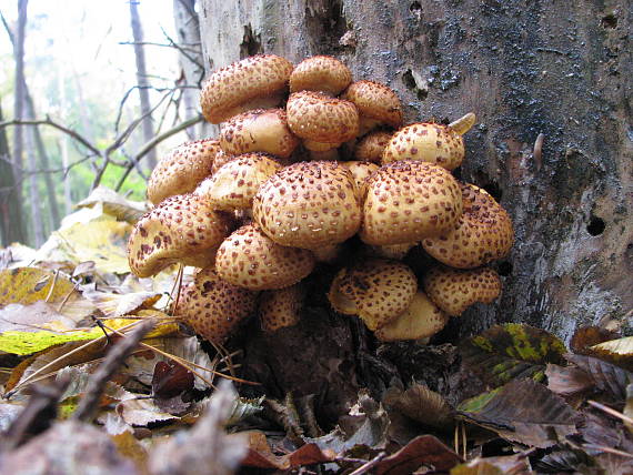 šupinovka Pholiota sp.