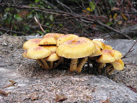 šupinovka Pholiota sp.