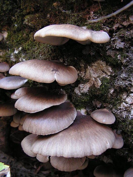 hliva ustricovitá Pleurotus ostreatus (Jacq.) P. Kumm.