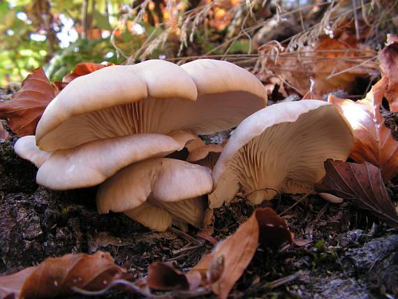 hliva ustricovitá Pleurotus ostreatus (Jacq.) P. Kumm.