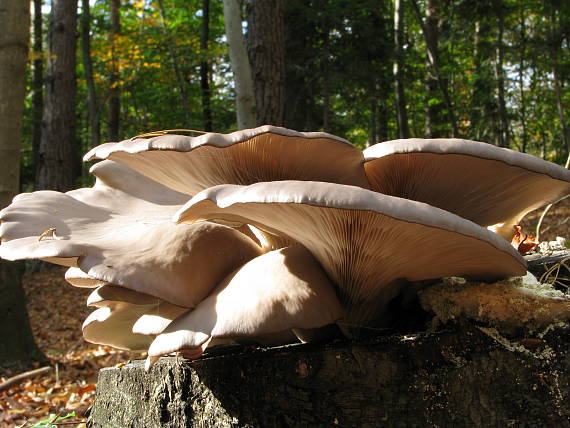 hliva ustricovitá? Pleurotus ostreatus (Jacq.) P. Kumm.