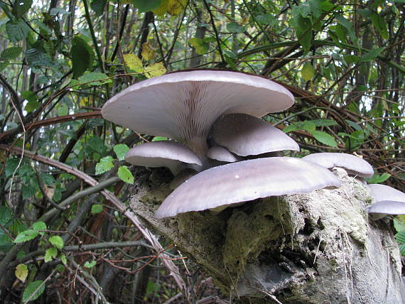 hliva ustricovitá Pleurotus ostreatus (Jacq.) P. Kumm.