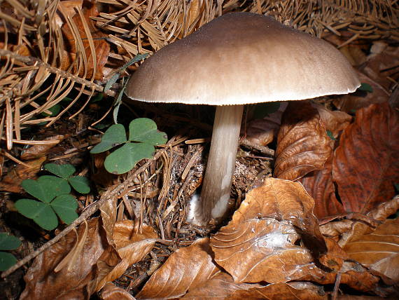 štítovka jelenia Pluteus cervinus (Schaeff.) P. Kumm.