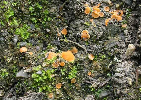 štítovnička Scutellinia sp.