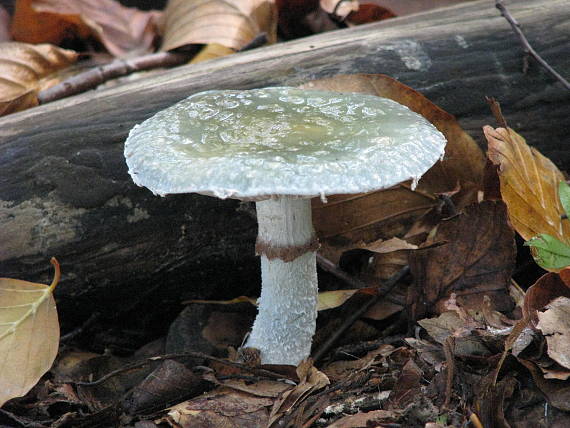 golierovka zelenkastá Stropharia aeruginosa (Curtis) Quél.