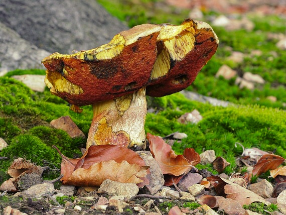 hríb zrnitohlúbikový Sutorius luridiformis (Rostk.) G. Wu & Zhu L. Yang