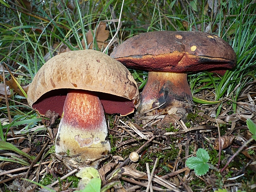 hríb zrnitohlúbikový Sutorius luridiformis (Rostk.) G. Wu & Zhu L. Yang