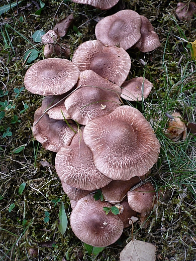 čírovka škridlicová Tricholoma vaccinum (Schaeff.) P. Kumm.