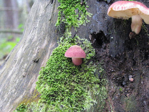 čírovec červenožltý Tricholomopsis rutilans (Schaeff.) Singer