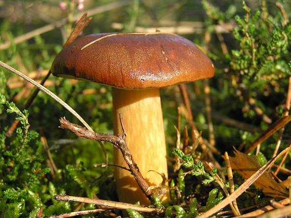 suchohríb Xerocomus sp.