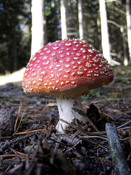 muchotrávka červená Amanita muscaria (L.ex Fr.) Hook