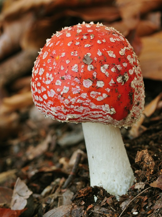 muchotrávka červená Amanita muscaria (L.) Lam.