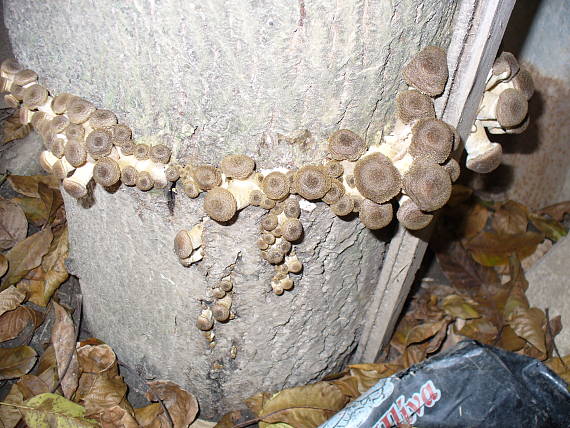 podpňovka Armillaria sp.