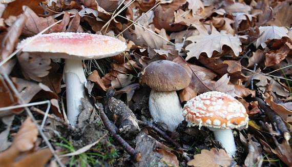 hrib smrekovy + amanity Boletus edilus