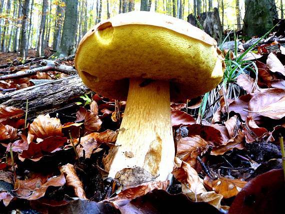 hríb smrekový Boletus edulis Bull.