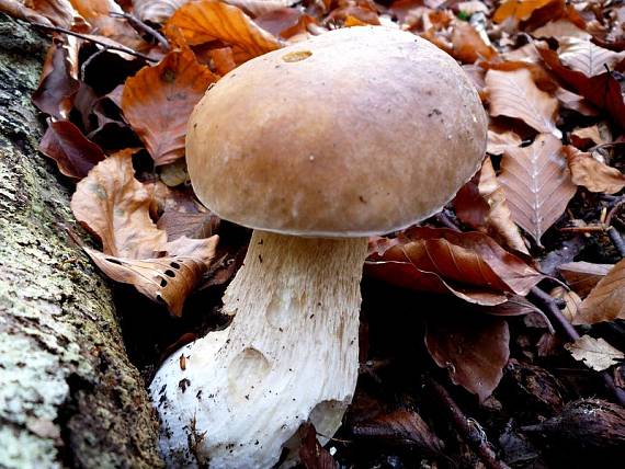 hríb smrekový Boletus edulis Bull.