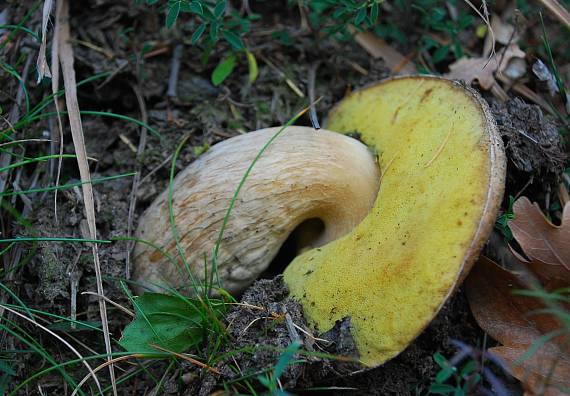 lenivý hríb Boletus edulis Bull.