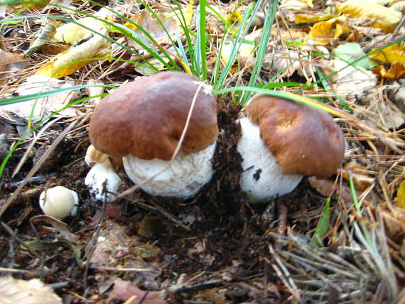 hríb smrekový Boletus edulis Bull.