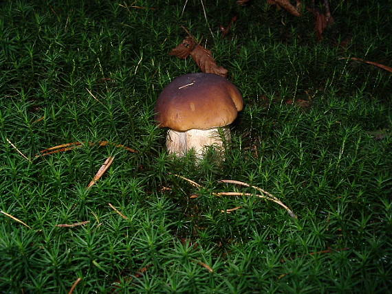 hríb smrekový Boletus edulis Bull.