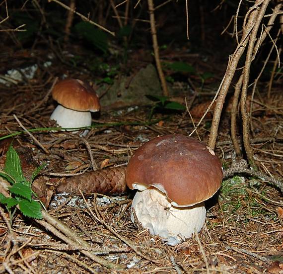 hríb smrekový Boletus edulis Bull.