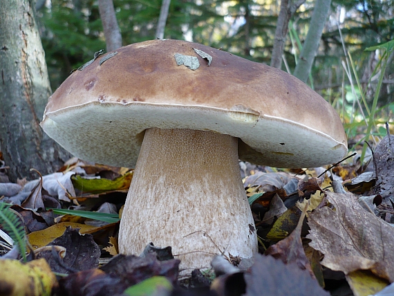 hríb smrekový Boletus edulis Bull.