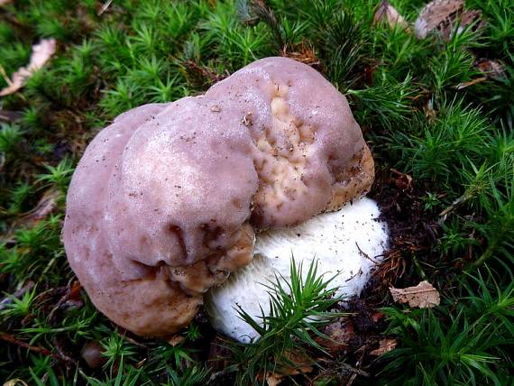 hríb sosnový Boletus pinophilus Pil. et Dermek in Pil.