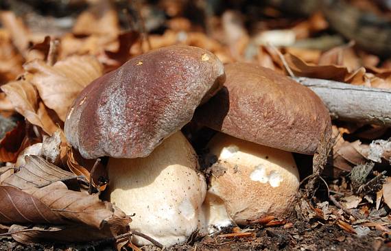 hrib sosnový 2x Boletus pinophilus Pil. et Dermek in Pil.