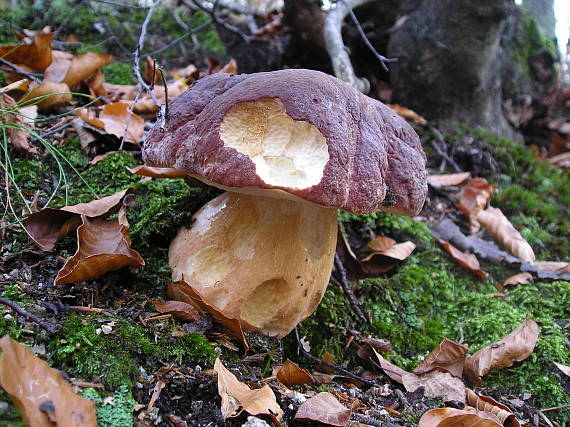 hríb sosnový Boletus pinophilus Pil. et Dermek in Pil.