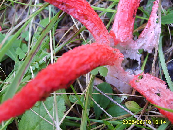 mrežovka kvetovitá Clathrus archeri (Berk.) Dring