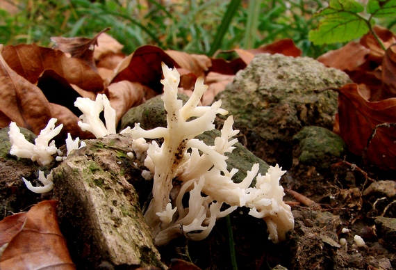 konárovka vráskavá Clavulina rugosa (Bull.) J. Schröt.